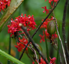 Epidendrum cochlidium