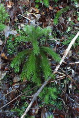 Dendroligotrichum tongariroense