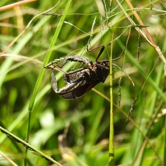 Acanthocephalini