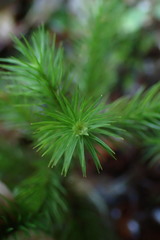 Dendroligotrichum tongariroense