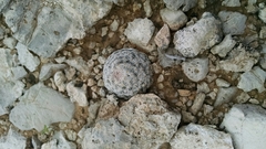 Mammillaria lasiacantha