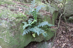 Hemionitis tomentosa