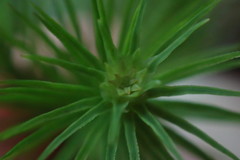 Dendroligotrichum tongariroense