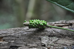 Anthurium angustispadix