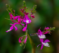 Epidendrum porphyreum
