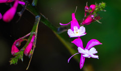 Epidendrum porphyreum