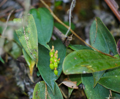 Pleurothallis truncata