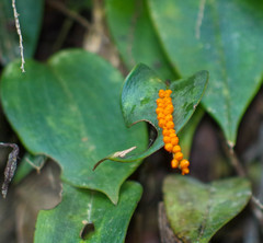 Pleurothallis truncata