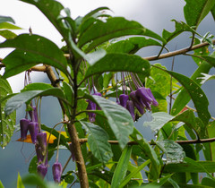 Iochroma