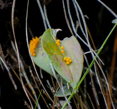 Pleurothallis truncata