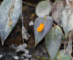 Pleurothallis truncata