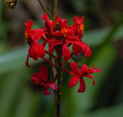Epidendrum cochlidium