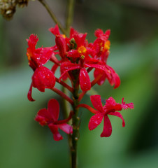 Epidendrum cochlidium