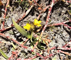 Ornithogalum dubium
