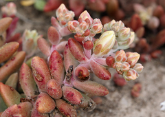 Dudleya nesiotica