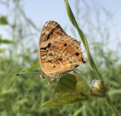 Junonia orithya