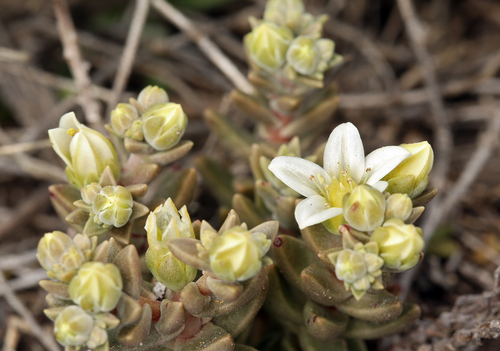 Dudleya nesiotica