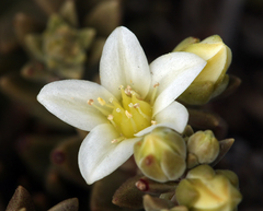 Dudleya nesiotica