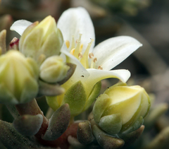 Dudleya nesiotica