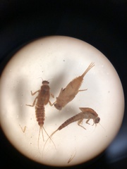 Ephemerella