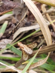 Trypetoptera canadensis