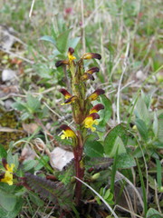 Pedicularis flammea