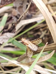 Trypetoptera canadensis