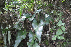 Anthurium ranchoanum
