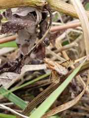 Trypetoptera canadensis