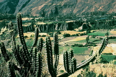 Borzicactus fieldianus