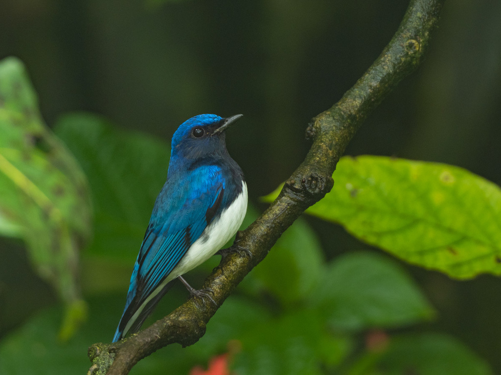 Blue-And-White Flycatcher