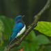 Blue-and-white Flycatcher - Photo (c) Ben Tsai蔡維哲, some rights reserved (CC BY-NC), uploaded by Ben Tsai蔡維哲