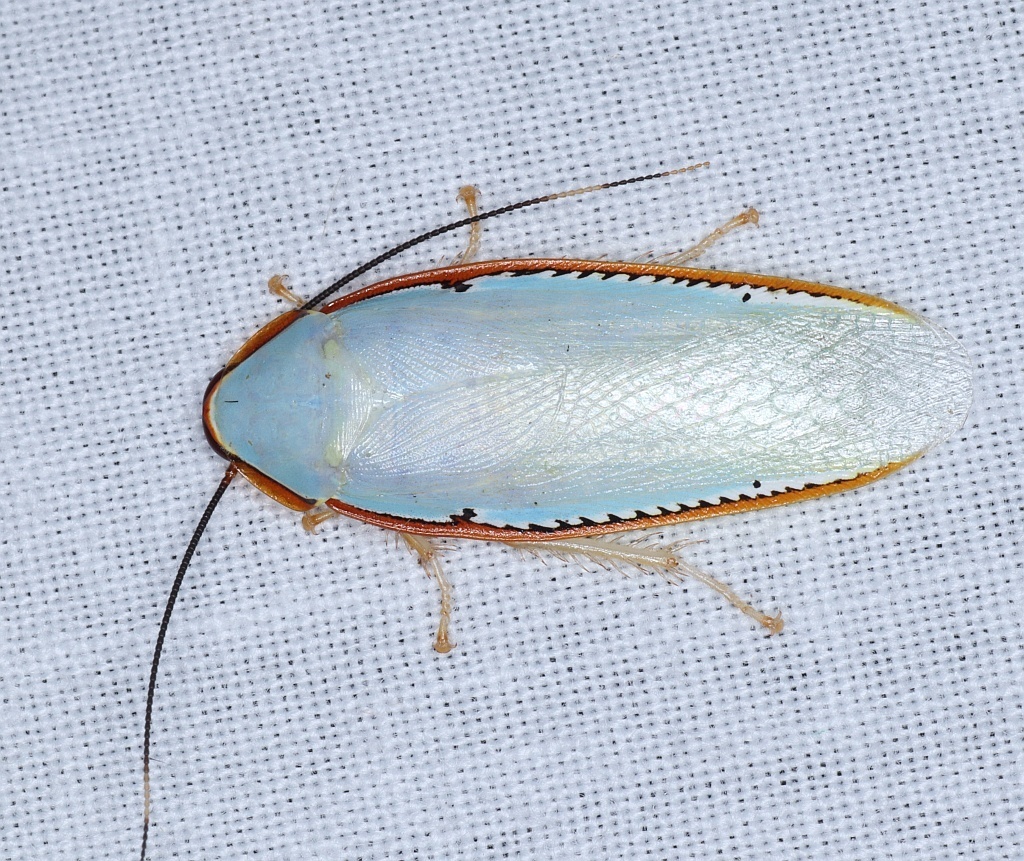 Cockroaches and Termites