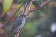 Ficedula westermanni