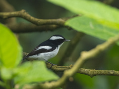 Ficedula westermanni