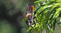 Laphria fernaldi
