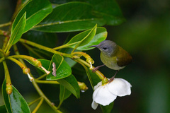 Aethopyga temminckii