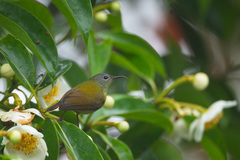 Aethopyga temminckii