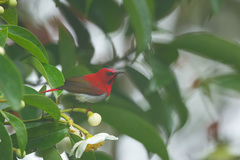 Aethopyga temminckii