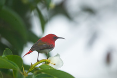 Aethopyga temminckii