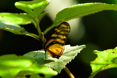 Dircenna kolijkensis