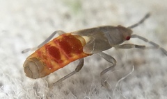 Ischnodemus sabuleti