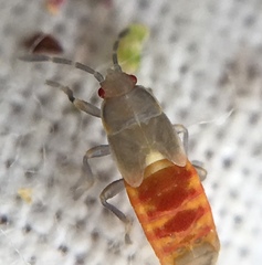 Ischnodemus sabuleti