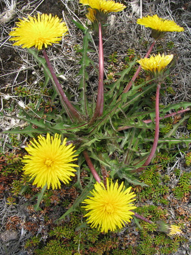 horned dandelion