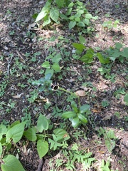 Endodeca serpentaria