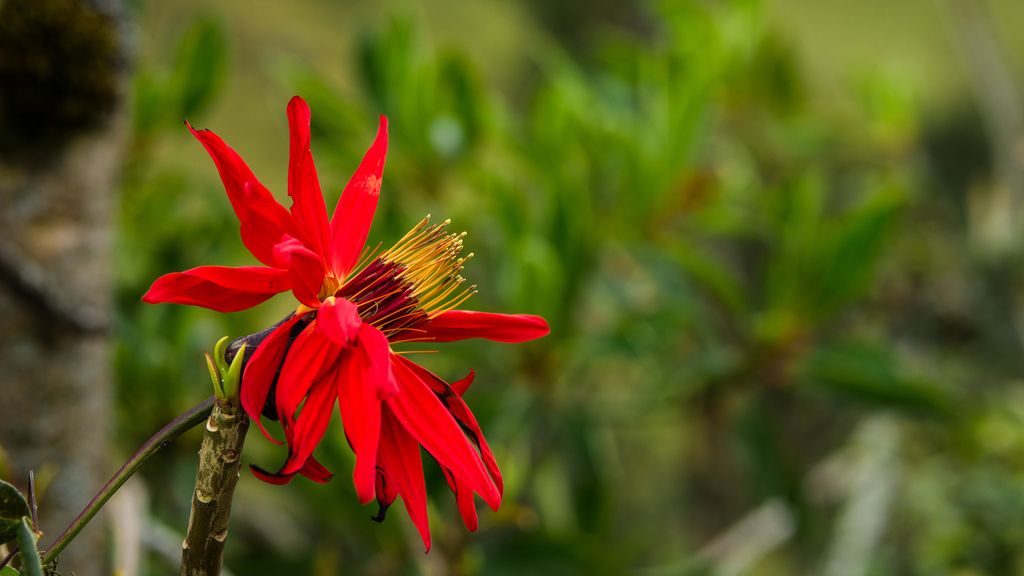 Mutisia sodiroi