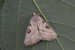 Eucarta virgo