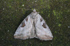 Eucarta virgo