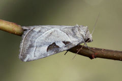 Eucarta virgo
