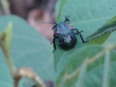 Alcaeorrhynchus